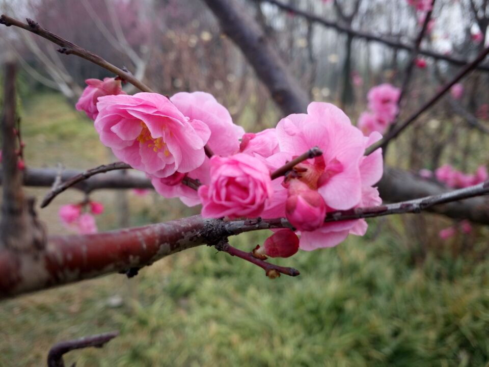 偉志模板春季花開了歡迎大家到偉志來