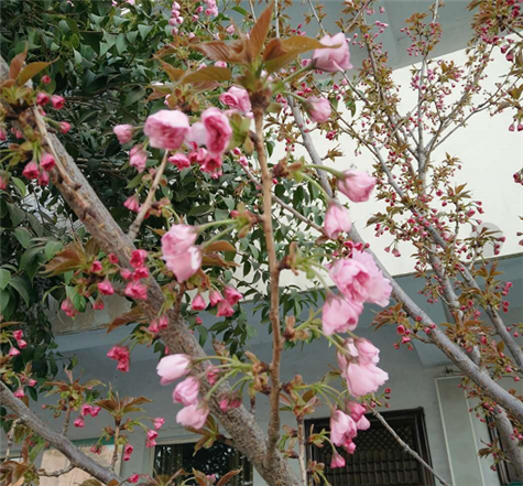 河南鋼模板廠家的櫻花樹開花了